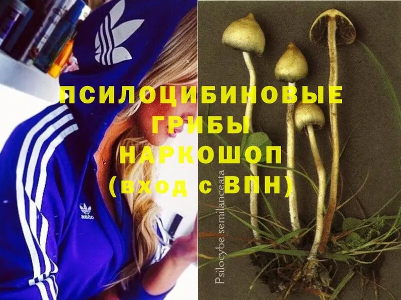 hydra ссылка  Михайловск  Галлюциногенные грибы Cubensis 